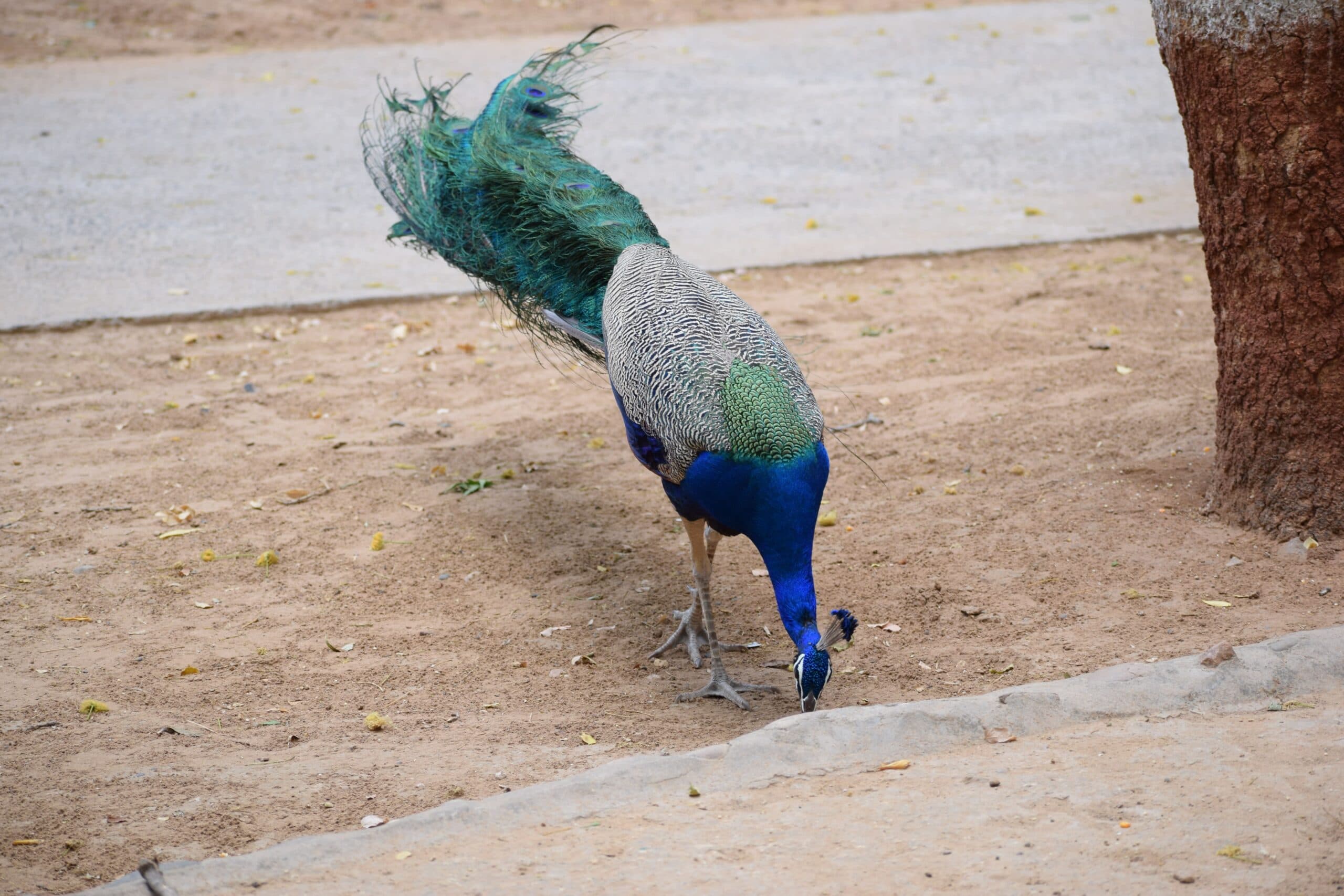 Gandhinagar