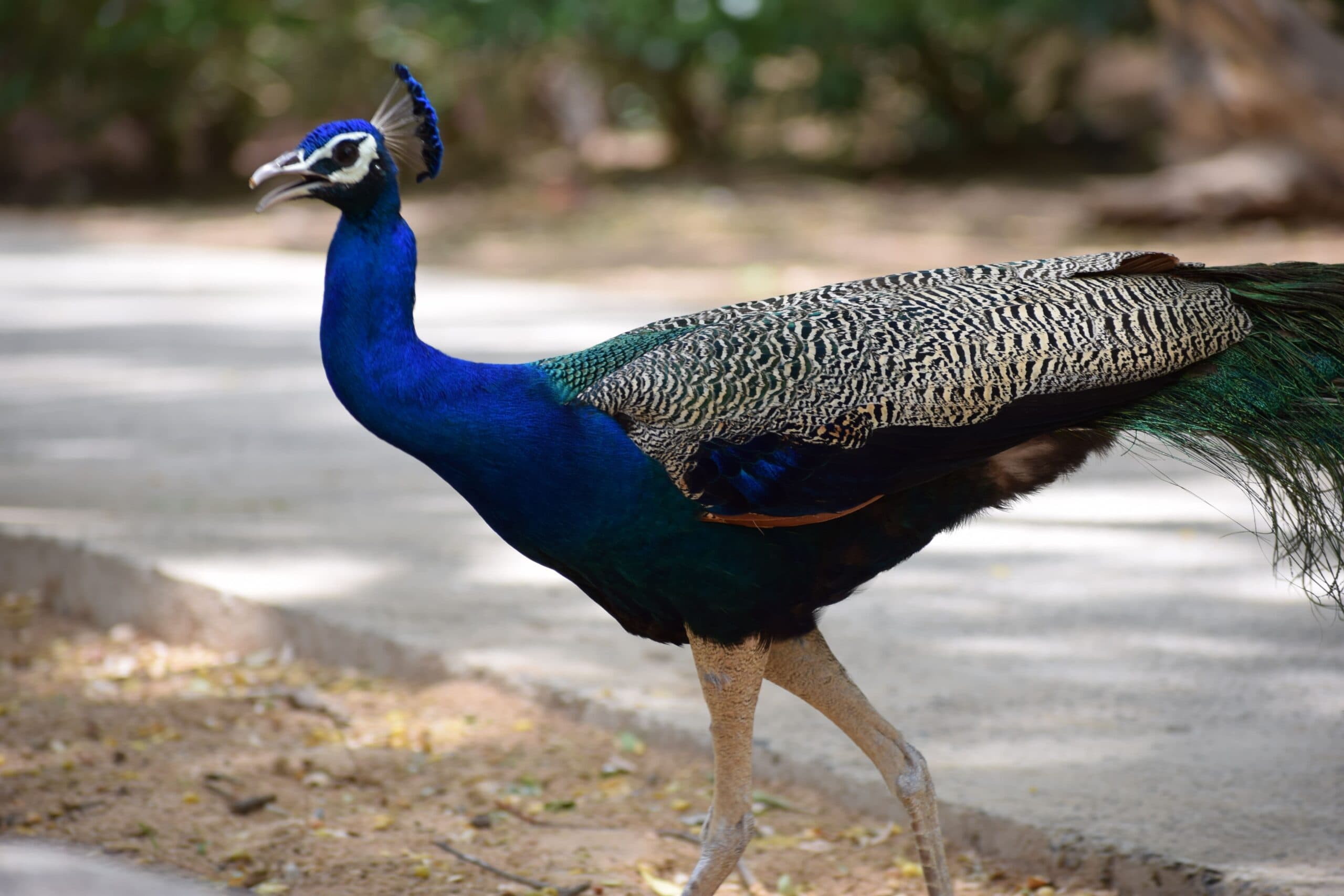 Gandhinagar