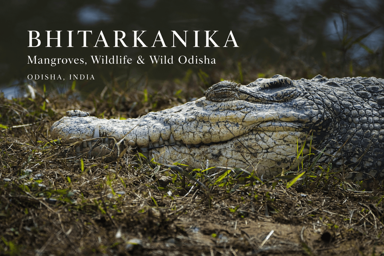 Mangrove forest and waterways of Bhitarkanika in Odisha