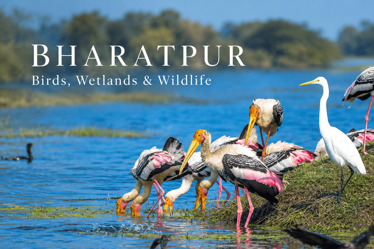 Birds and wetland habitat inside Keoladeo National Park in Bharatpur, Rajasthan